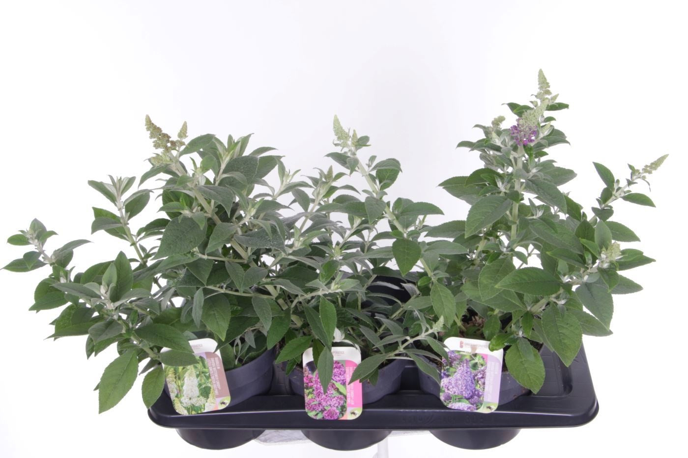 Buddleja Butterfly Candy mix 40cm 17cm Pot