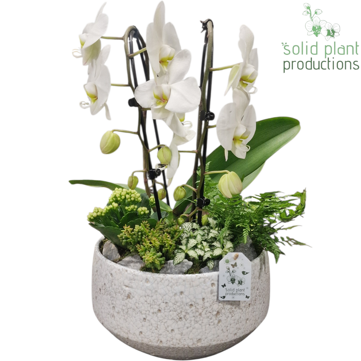 PH110 Sophia Broken White 50cm 28cm Pot
