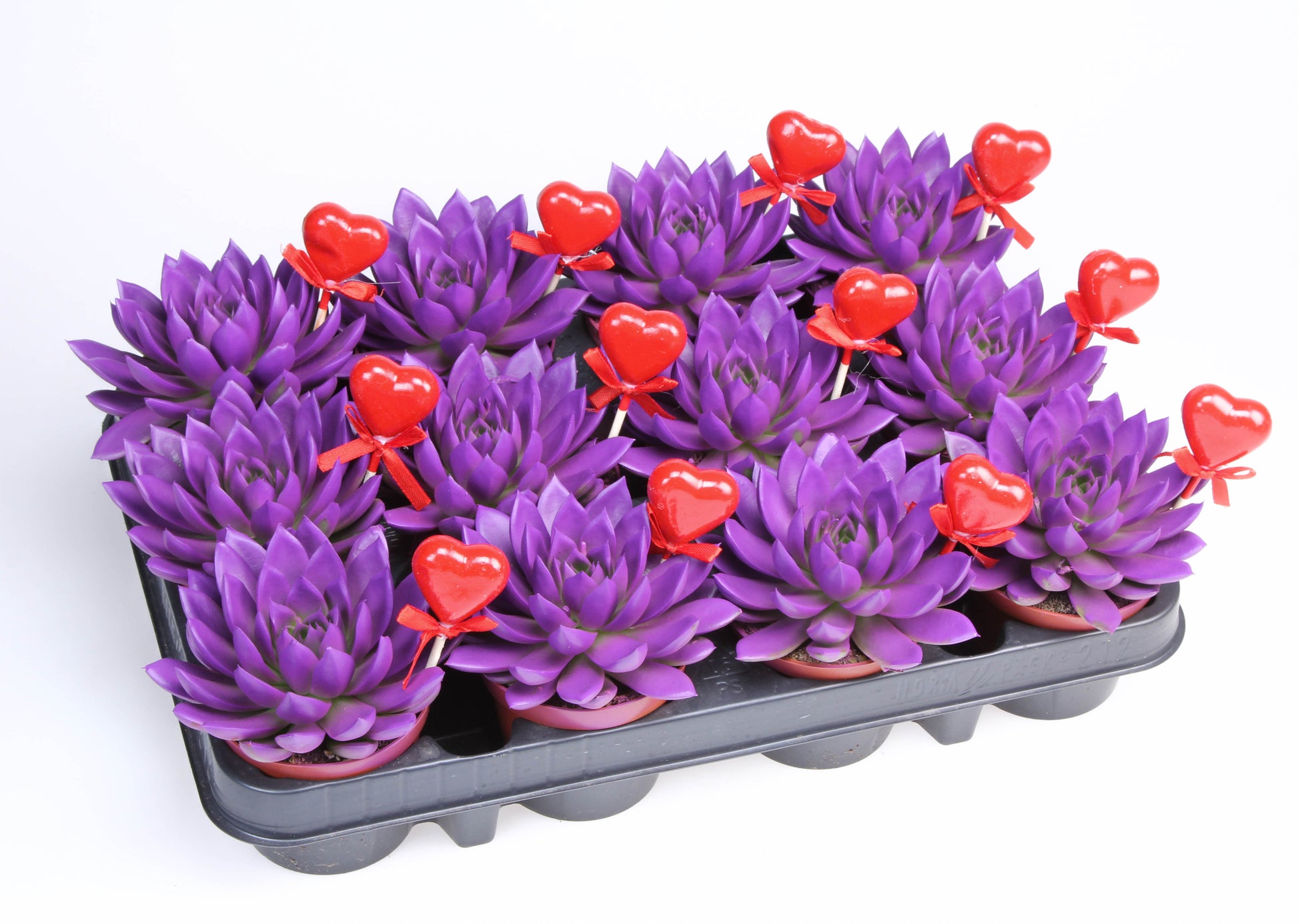 Miranda paars + hartje 10cm Special Pot (508)