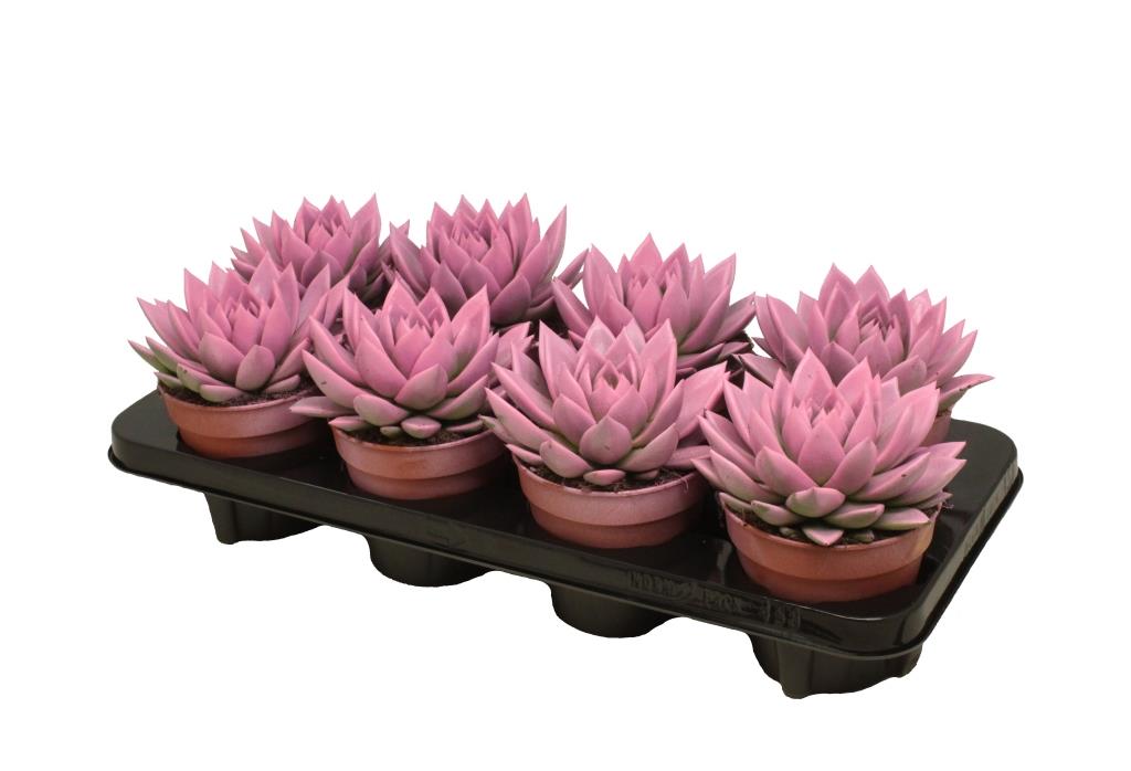 Echeveria Miranda 15cm 12cm Pot