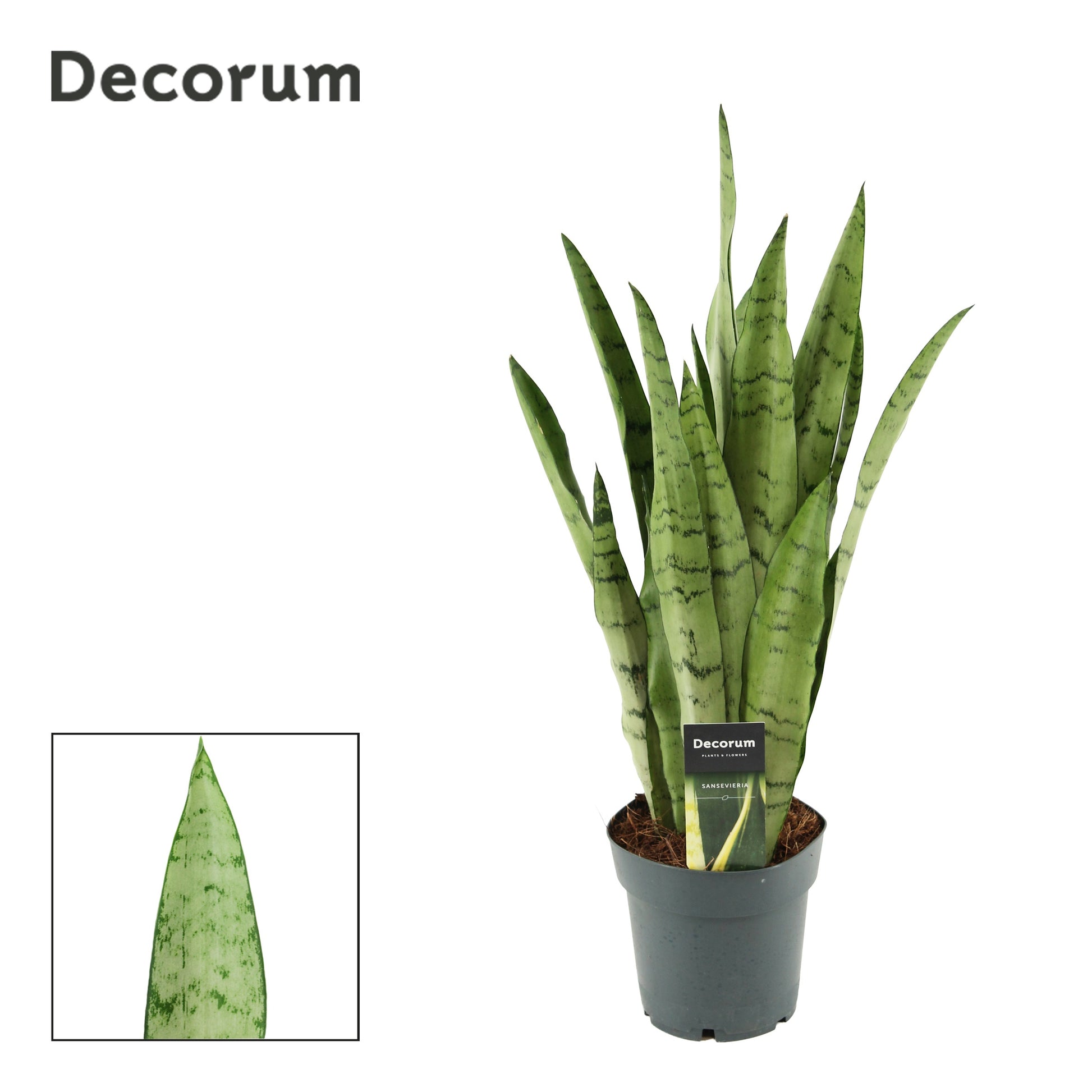 Sansevieria trifasciata 50cm 14cm Pot