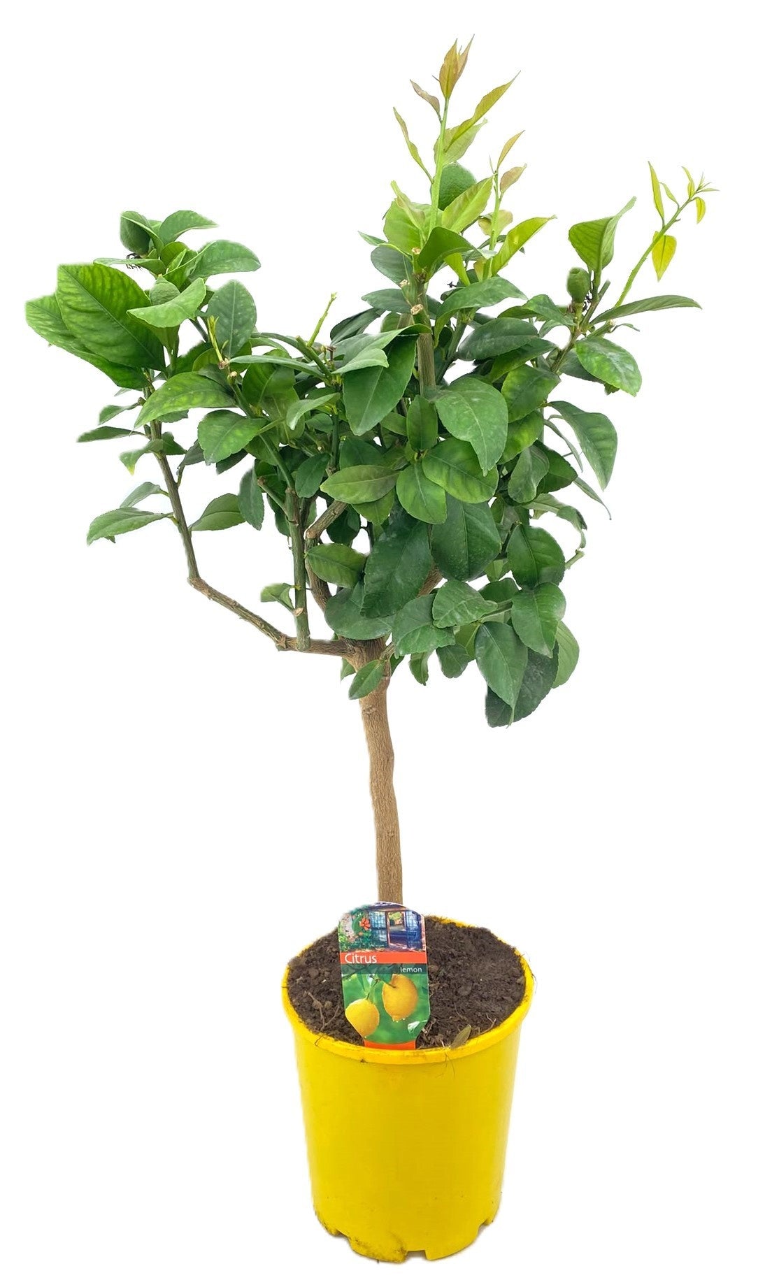Citrus Lemon 70cm 19cm Pot