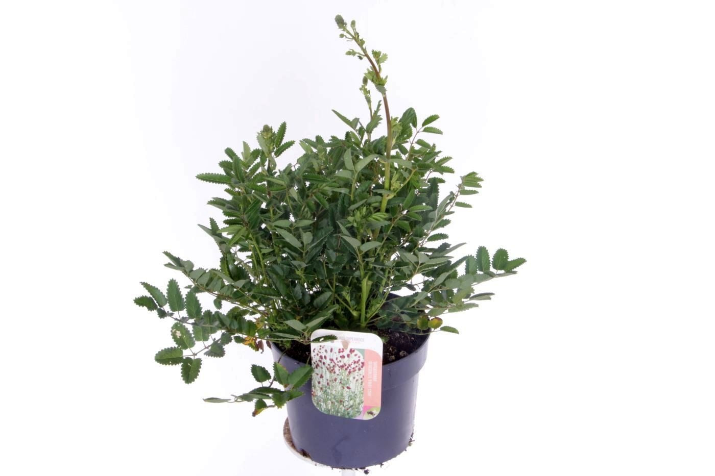 Sanguisorba 50cm 17cm Pot