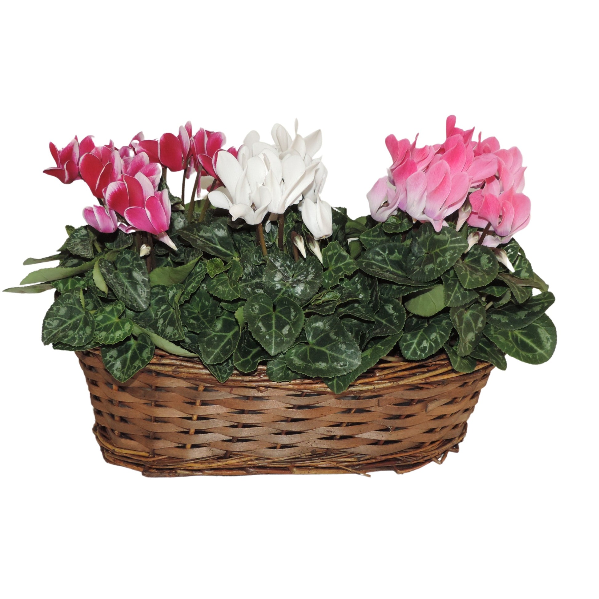 Cyclamen Verano 25cm 30cm Pot