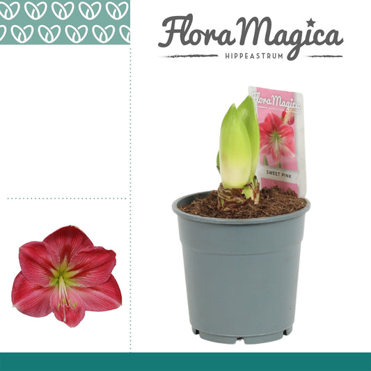 Hippeastrum pink 25cm 12cm Pot