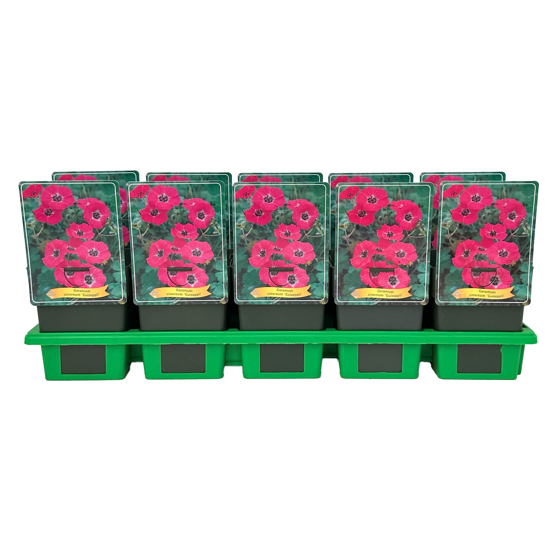 Gebr. Griffioen Geranium cinereum Pack of 10