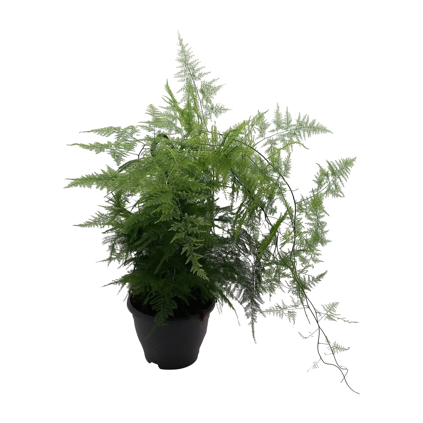 Asparagus setaceus 55cm 19cm Pot