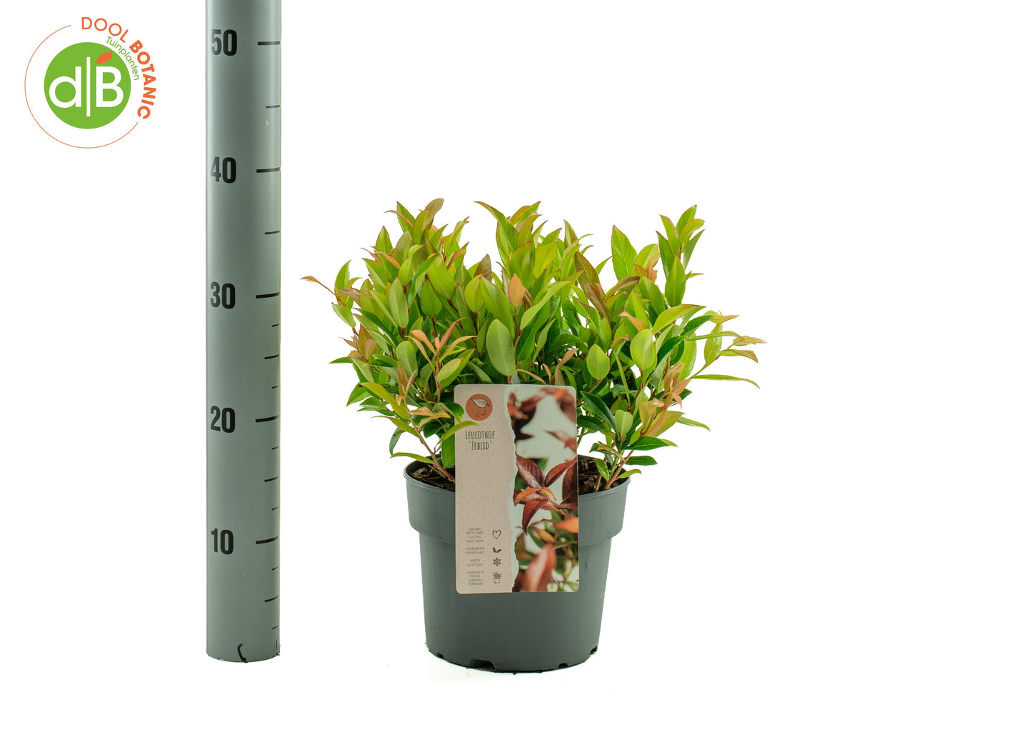 Dool Botanic Leucothoe Zeblid Pack of 1
