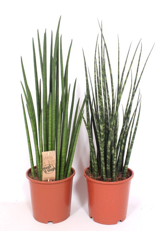 Sansevieria Luxe mix 70cm 19cm Pot
