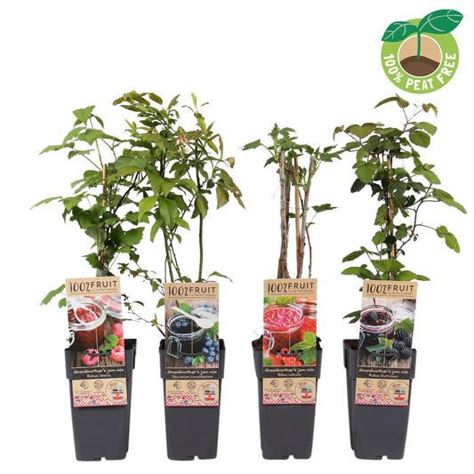 Fruit mix 50cm 15cm Pot