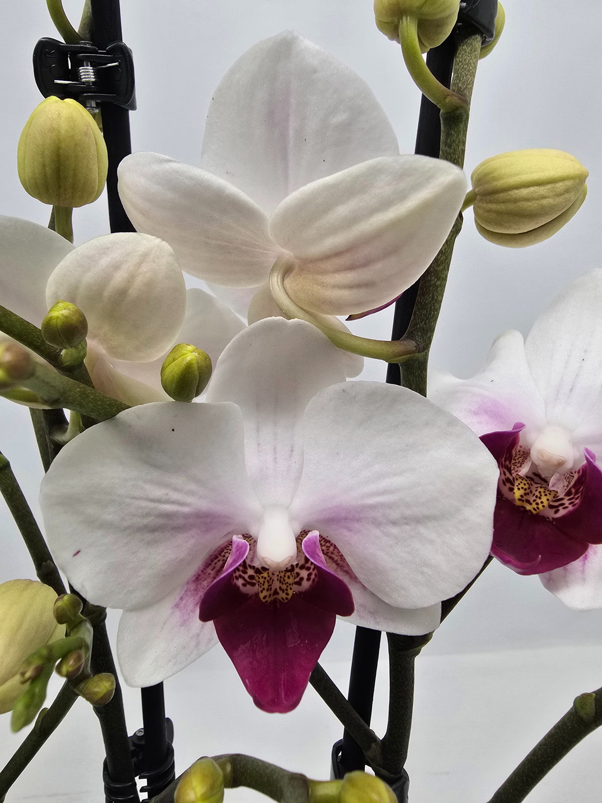 Phalaenopsis Hybrid 45cm 12cm Pot
