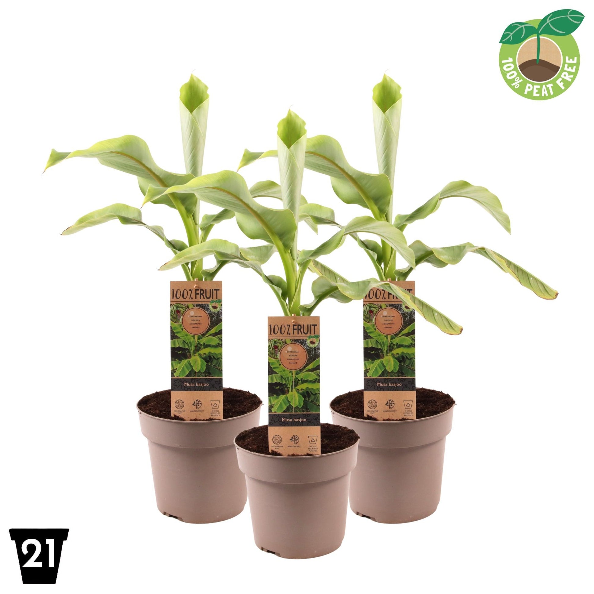 Streng Growers B.V. Musa basjoo Pack of 1