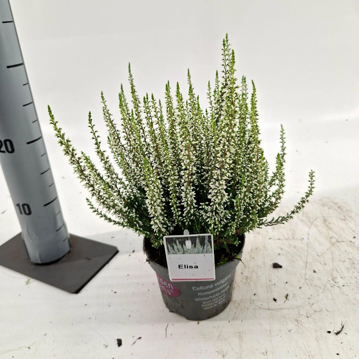 Calluna Garden Girls mix 25cm 13cm Pot