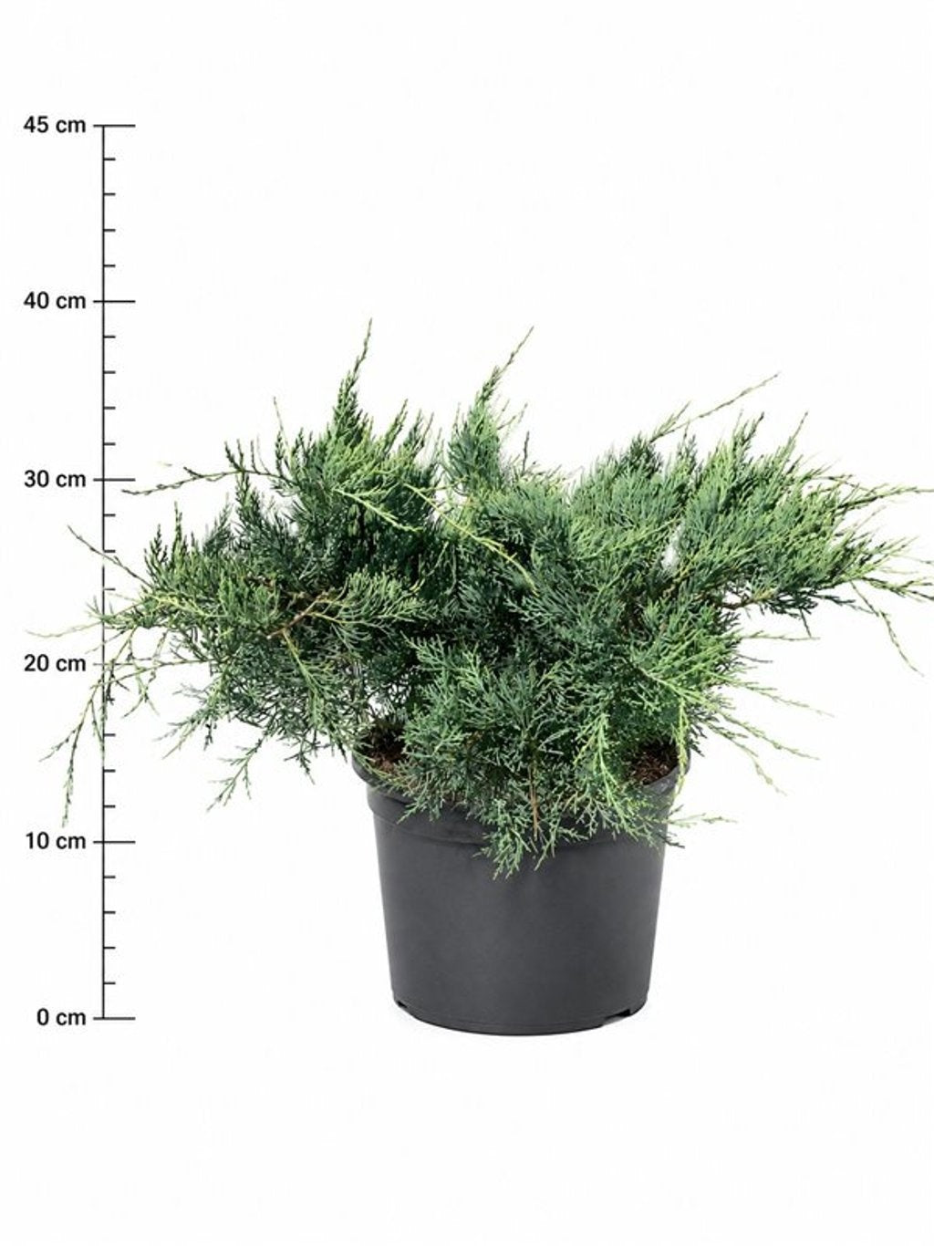 Juniperus virginiana Grey Owl 55cm 32cm Pot