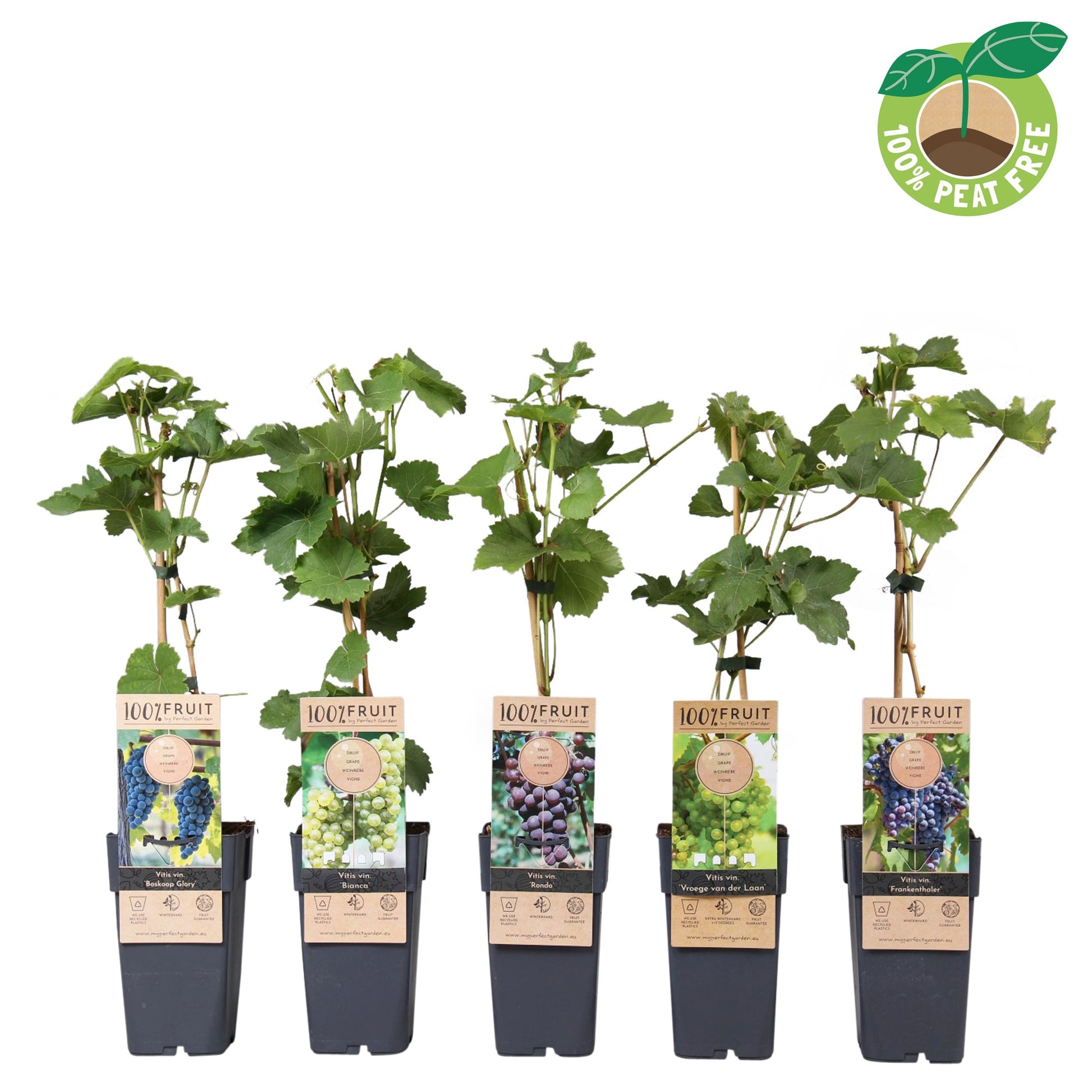 Vitis vinifera (White Grape) 50cm 15cm Pot