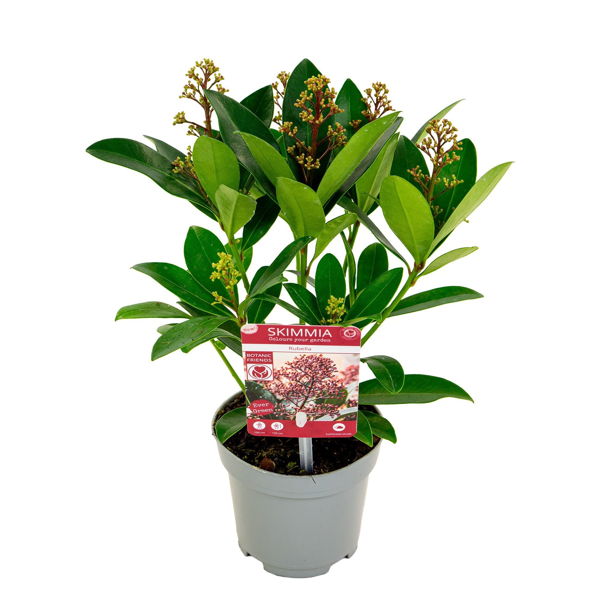Skimmia japonica 24cm 10cm Pot