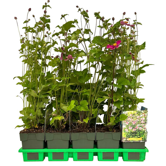 Anemone hup. Splendens 25cm 11cm Pot