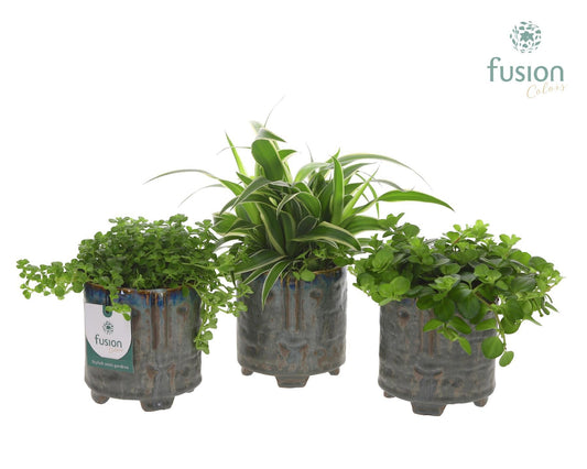 Pot op voet keramiek Medium met Groen plant 20cm 9cm Pot