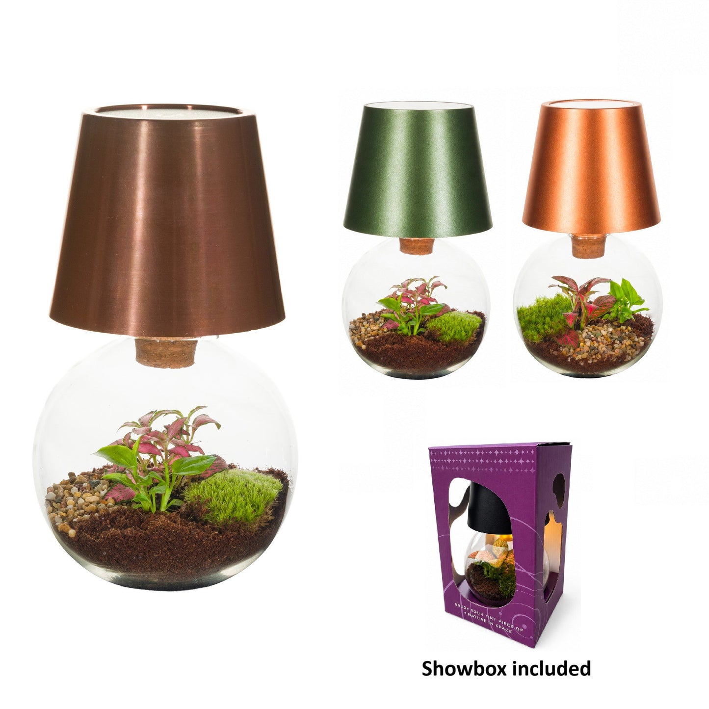 Wardians Wardians Terrarium - Cosmolight Pack of 4