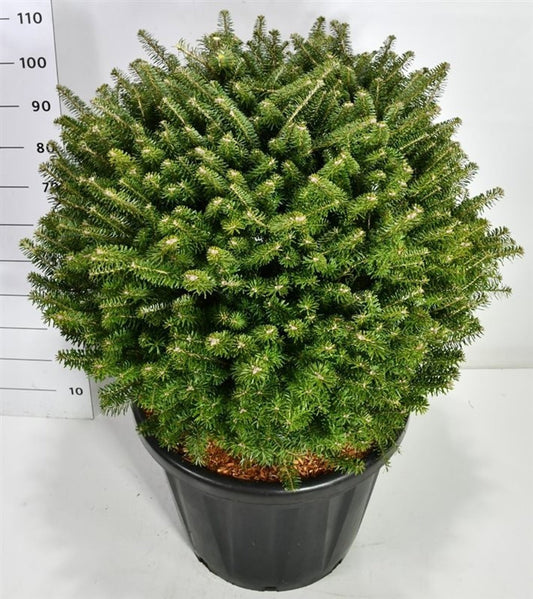 Abies koreana 120cm 58cm Pot