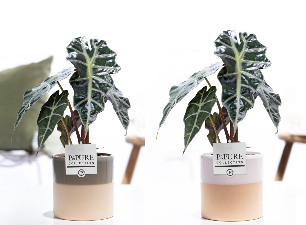 Alocasia amazonica 40cm 12cm Pot