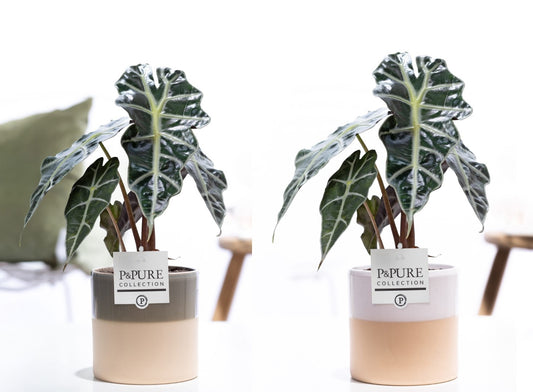 Alocasia amazonica 40cm 12cm Pot