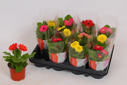 Gerbera Colourgame mix 17cm 9cm Pot