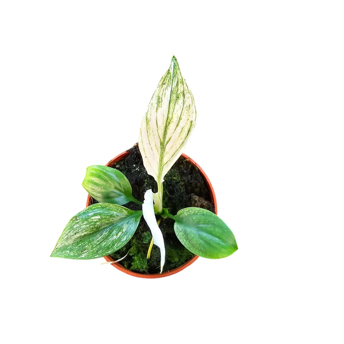 Spathiphyllum Sensation 15cm 7cm Pot