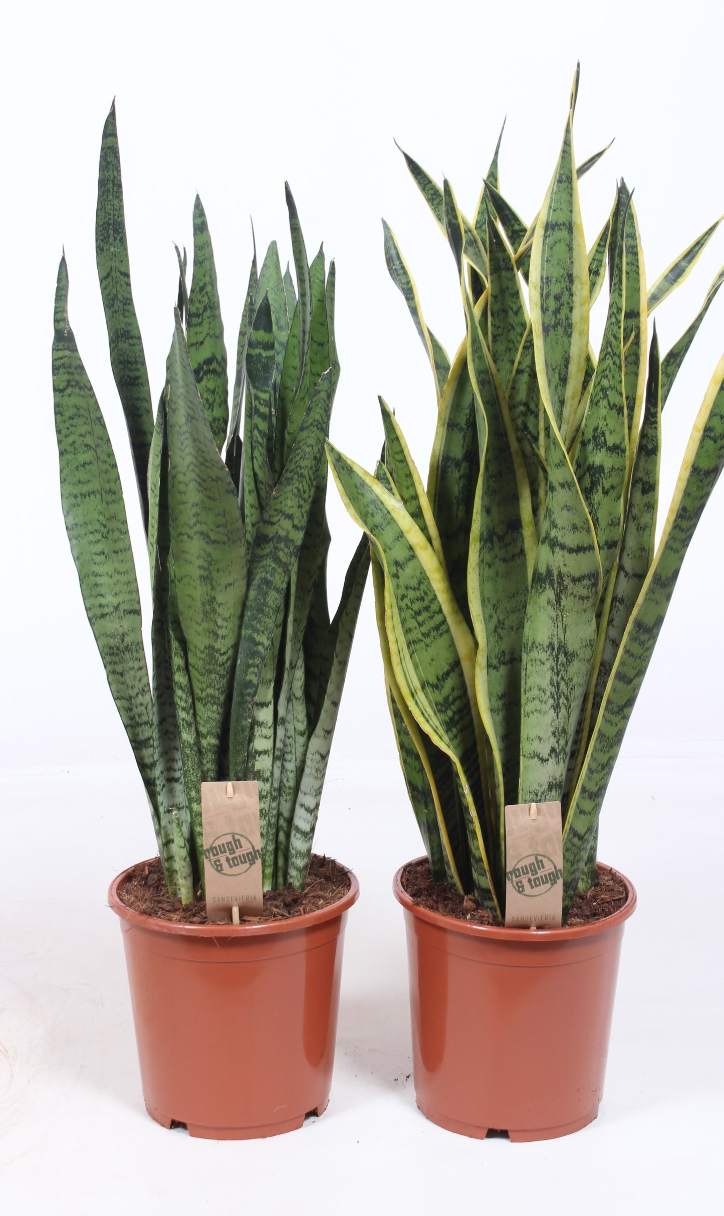 sansevieria-trifasciata-80cm-21cm-pot