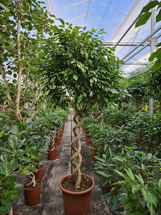 Ficus benj. Exotica 250cm 55cm Pot