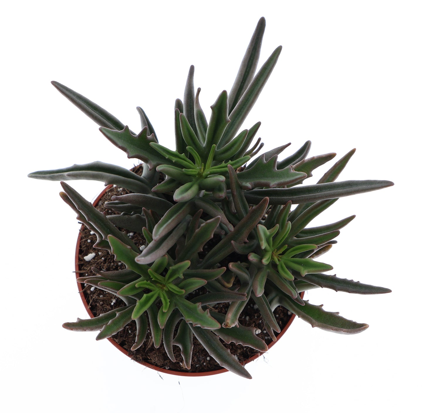 Kalanchoe hybrid 20cm 510cm Pot