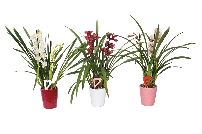 Cymbidium mix 50cm 12cm Pot