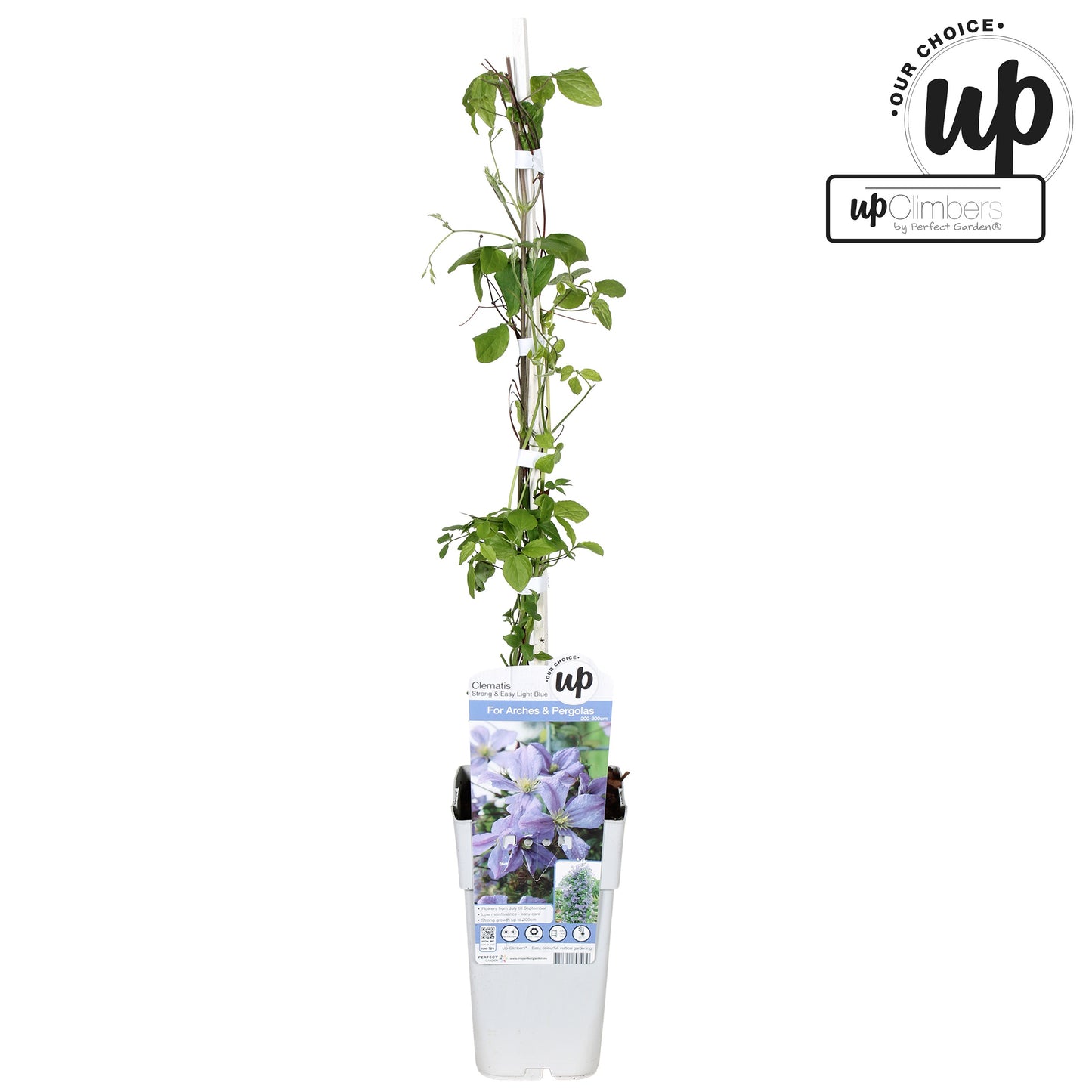 Clematis Prince Charles 65cm 15cm Pot