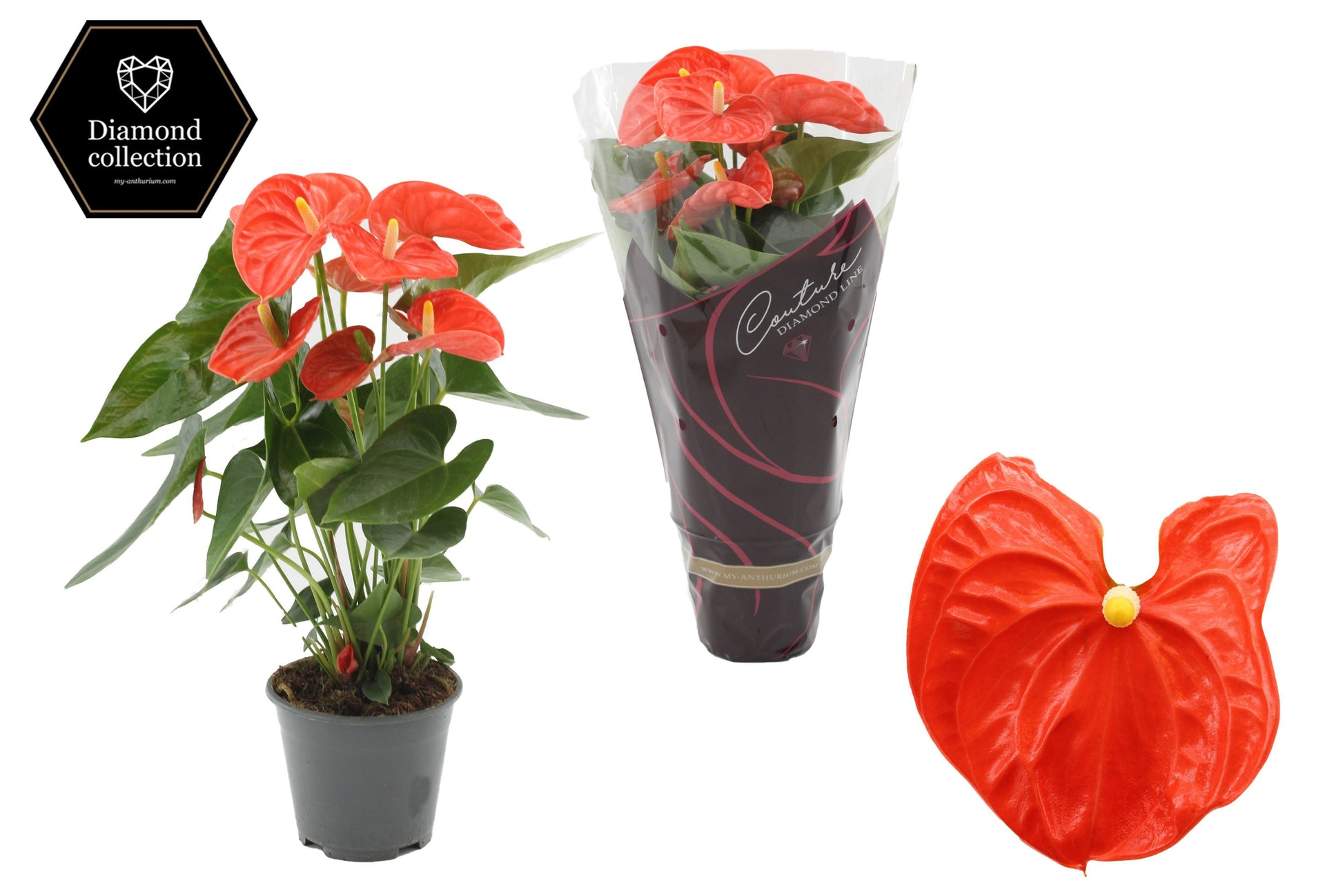 Anthurium Sierra Orange 45cm 14cm Pot