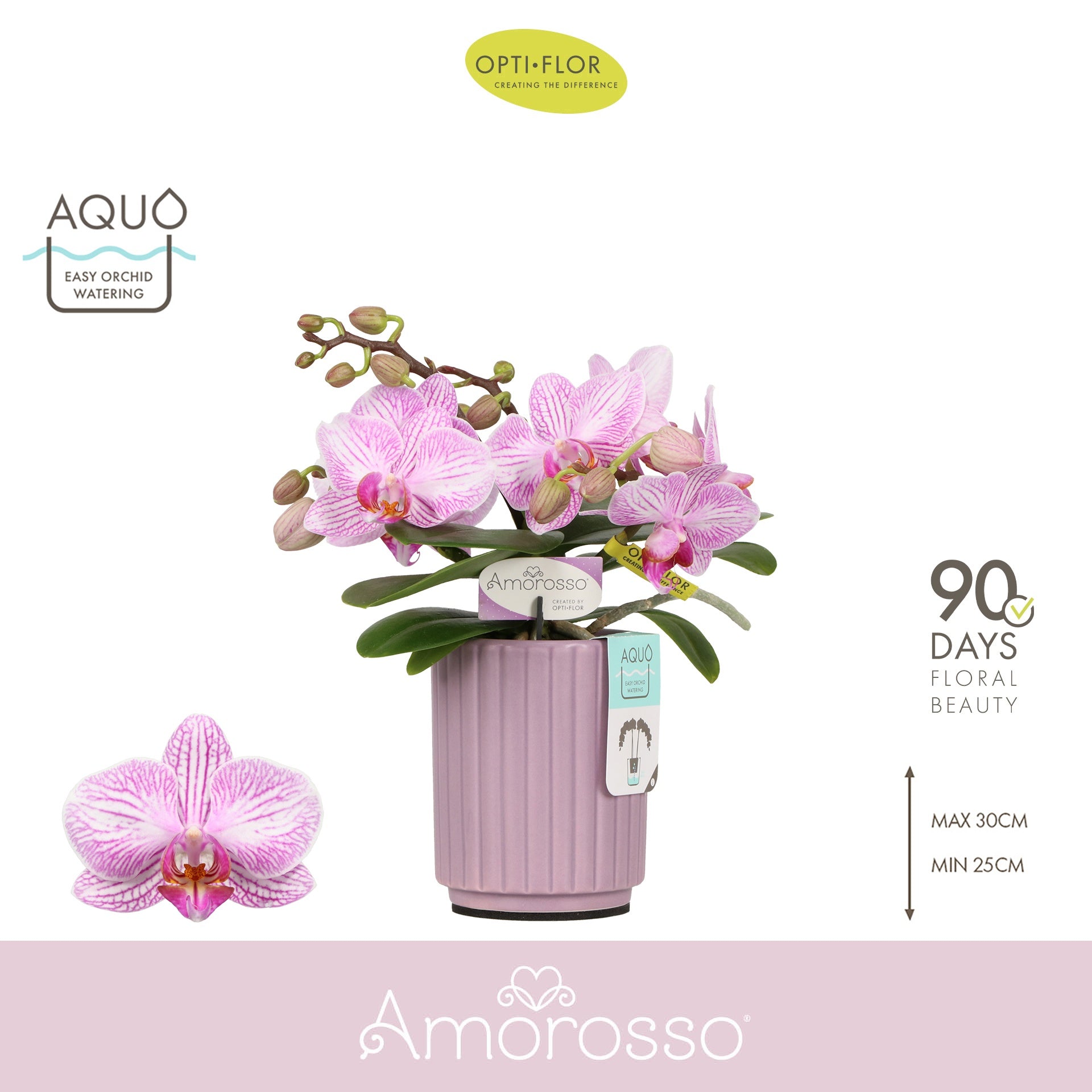 Phalaenopsis pink 25cm 7cm Pot