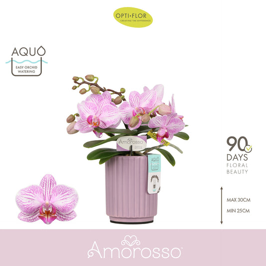 Phalaenopsis pink 25cm 7cm Pot