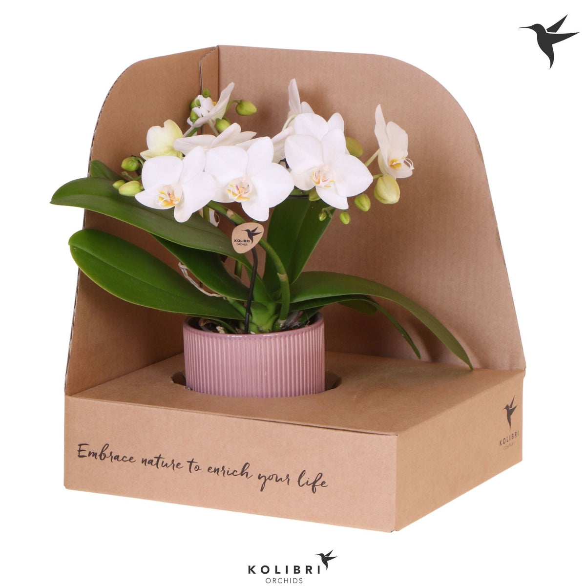 Phalaenopsis multiflora white 30cm 9cm Pot
