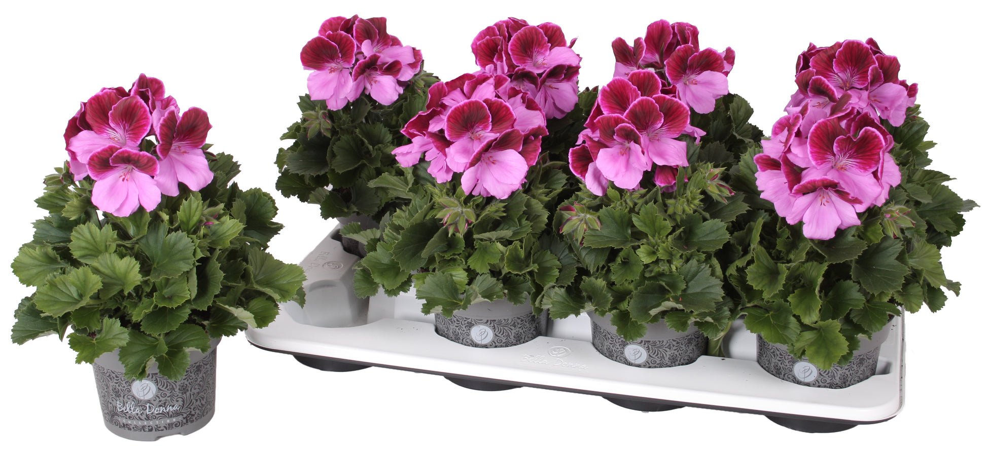 Pelargonium gr. Don Romiro 28cm 12cm Pot