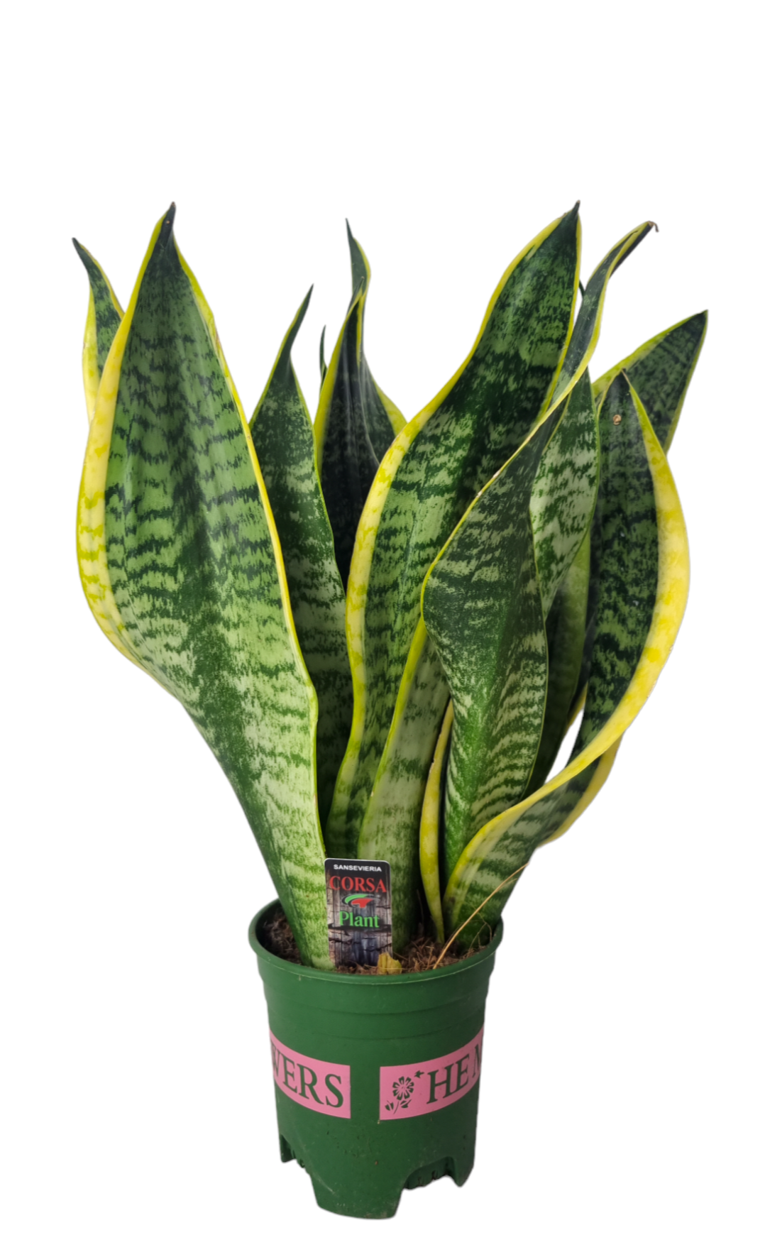 Corsaplant Sansevieria Futura Superba Pack of 10