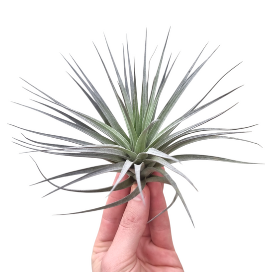 Tillandsia ionantha 12cm 15cm Pot