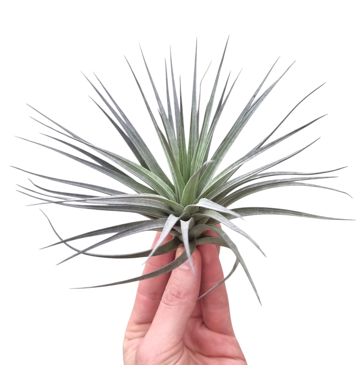 Tillandsia ionantha 12cm 15cm Pot