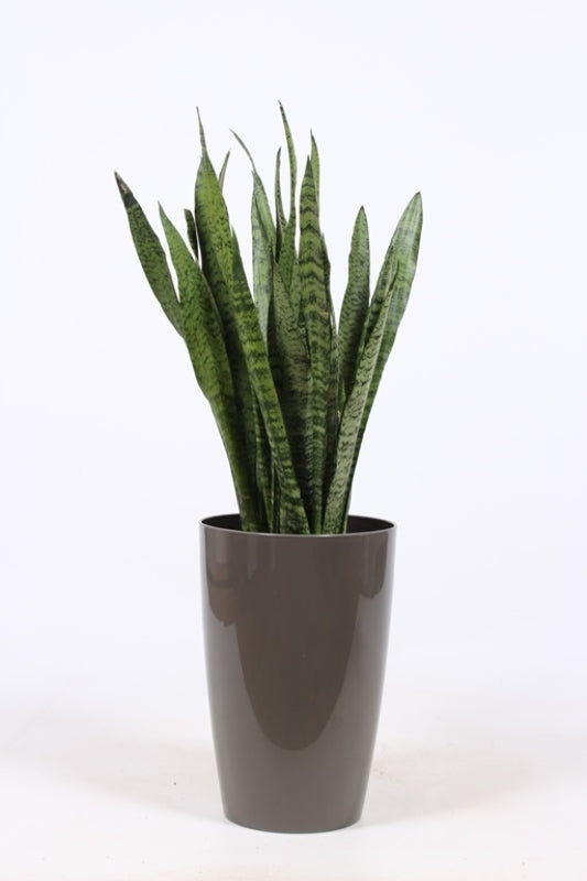 Sansevieria Zeylanica 100cm 29cm Pot