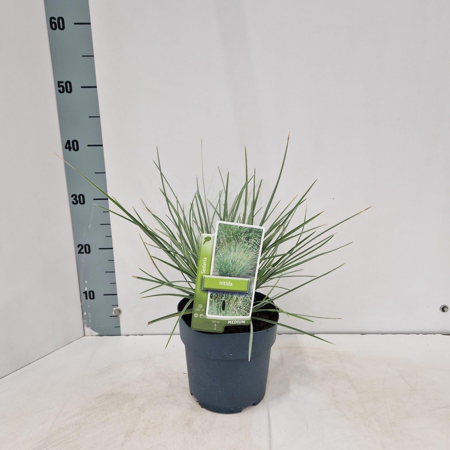 Sesleria nitida 35cm 17cm Pot