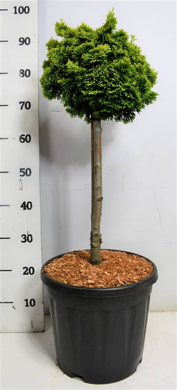 Bloemenkampen BV, Hkw. de Chamaecyparis obtusa Nana Aurea Pack of 1