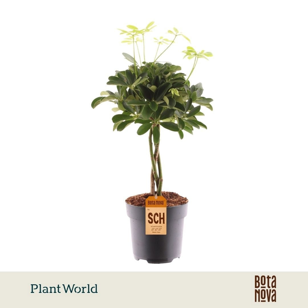 Schefflera Nora braided 60cm 17cm Pot