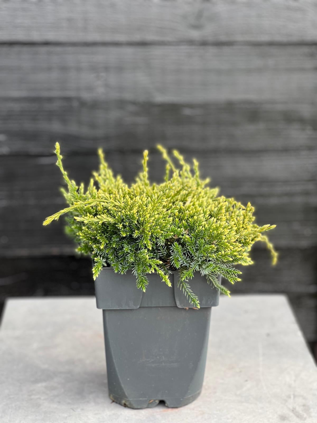 Juniperus Holger 35cm 17cm Pot