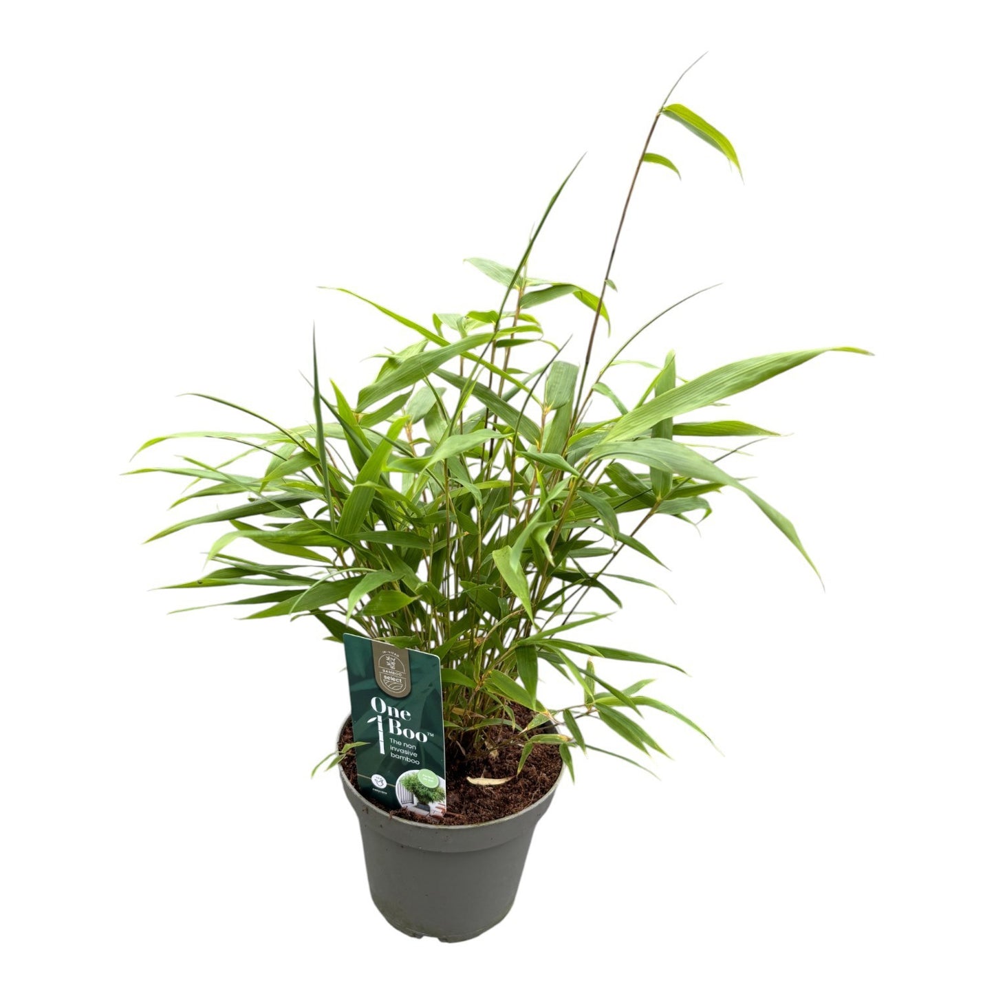 Fargesia 30cm 14cm Pot