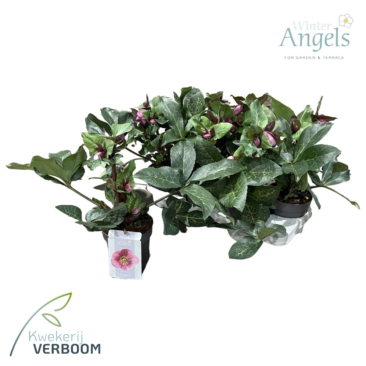 Helleborus Frostkiss Charmer 45cm 15cm Pot