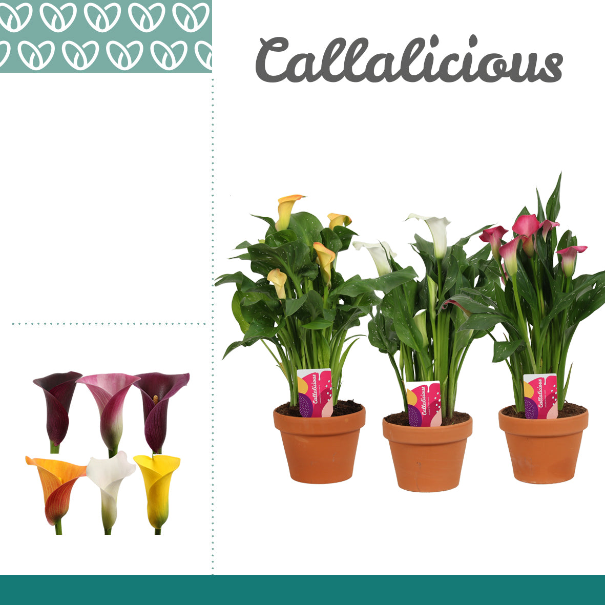 Zantedeschia mix 55cm 17cm Pot