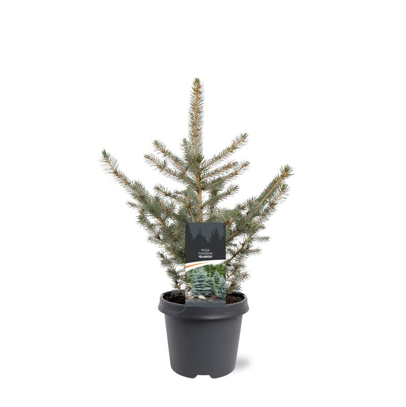 Picea pun. Glauca 65cm 23cm Pot